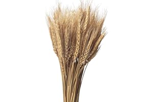 CoolCrafts 100 Stängel Getrocknete Weizenblumen Bündel Natürliche Getrocknete Weizengarben Weizenstiele für Herbstdekoration, Hochzeitsdekoration