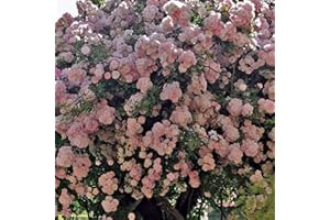 Brise Parfum®, rosa rampicante in vaso di Rose Barni®, pianta rifiorente Treillage®, altezza raggiunta fino a 3,5 metri, rifiorente con fiori a grappoli rosa chiaro molto profumati, Cod.20010