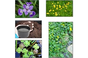 Lincolnshire Pond Plants Ltd - XS Pack Versicolor Blue Flag- 3 Marginal Plants & 1 Oxygenating Plant - Live Water Plant Aquatic Pond Lake Marginal