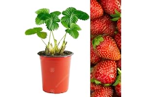 GARDENERSDREAM Strawberry 'Elsanta' Mid Season Fruit Bush Garden Plants | 9cm Pot (10 Plants)