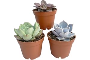 CLOUDS HILL SUCCULENTS Set of Mixed Echeveria Plants - Assorted Varieties - Easy to Grow Succulents - Indoor Decor Collection (3 Standard Plants)