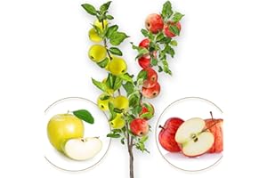 EUROPA GREEN Árbol frutal - Manzano Duo - Gala/Idared - Apto para balcones, terrazas y jardines pequeños - Apto para macetas y tierra