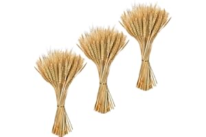 Fairblo 300 Piezas Espigas de Trigo Secas Naturales Flores de Trigo Seco Ramo de Hierb Flores Secas Decoracion para Hogar Mesa de Comedor Boda Decoración de Otoño