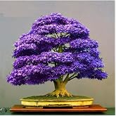 Tohum D&uuml;nyam Bodur Mor Azalea Bonsai Ağacı Tohumu 5 Adet Tohum
