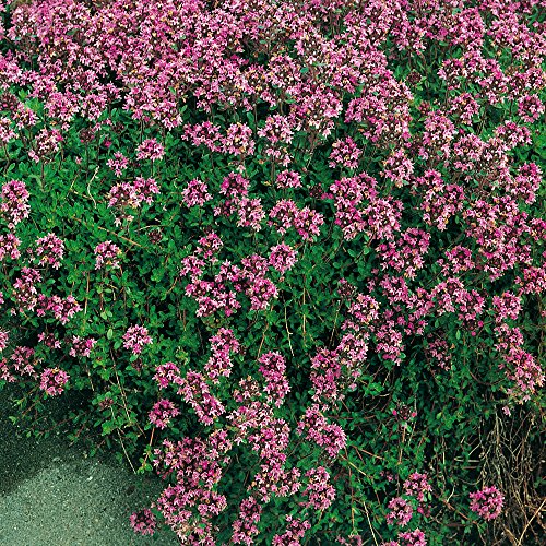 Garten-Schlüter Rosa Thymian – Wilder Feldthymian – 5 Stück - 2