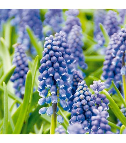 GreenboutiQ - Blumenzwiebeln - Zwiebel Garten Blue Mix - Bulbs Hardy Perennial - Verschiedene Arten - Farbe Blau - 125 Stück - Geschenkverpackung