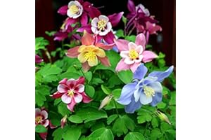 AchidistviQ 30 Pièces Graines D'ancolie Multicolores, Graines De Floraison D'été Vivaces Robustes Faciles à Cultiver Maison Jardin Cour Extérieure Plante De Ferme Graines d'ancolie
