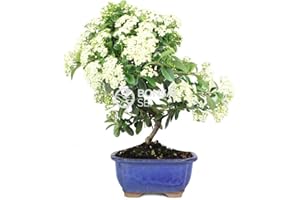 Bonsai - Espino de fuego, 7 Años (Bonsai Sei - Pyracantha)