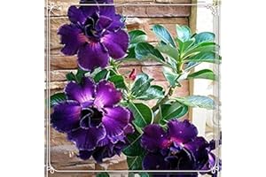 ALASINES Bulbi Di Rosa Del Deserto - Piante Da Fiore Perenni.Casa Balcone Giardino Giardino Pianta In Vaso Decorazione.Pianta Forte.Partner Perfetto.Rosa Del Deserto Bonsai-1Bulbi,c