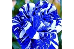 TOYHEART 100 Stück Premium Blumensamen, Rosensamen Seltene Produktive Blaue Bonsai Gartenpflanzen Blumensamen Für Balkon Blau