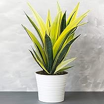 1 x Sansevieria Tough Lady - Schlangenpflanze | Ideal getopfte Pflanze fr  Zuhause oder das Bro : Amazon.de: Garten