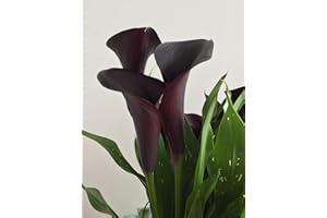 FLORA IMPORT 3 X Calla Zantedeschia Schwarzwalder - Calla Nera - Bulbi Di Alta Qualità (3)