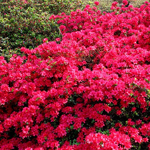 Gartenazalee rot - 1 strauch