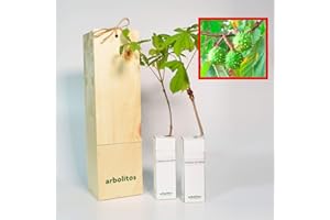 FINCA CASAREJO Ippocastano | Castagna d’India | Giovani tiratori da 30 cm ricevuti in astuccio di legno riutilizzabile | 2 unità