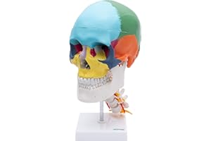 CRANSTEIN SCIENTIFIC Cranstein A-230 cranio anatomico con colonna cervicale su treppiede | dipinto didatticamente | Studi e formazione medica | Modello di anatomia del cranio | Modello di teschio | colorato