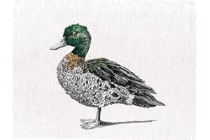 Maxwell & Williams Marini Ferlazzo Birds Paño de Cocina con Diseño de Pato Australiano de 100% Algodón, 50 x 70 cm – Blanco