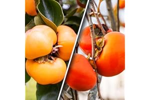 EUROPA GREEN KAKI Pomme - plaqueminier - 80 cm - Convient aux balcons, terrasses et petits jardins - Convient aux pots et en pleine terre (1 arbre Kaki)