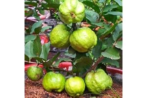 LAMPHLE 15 Unids/bolsa Semillas de Guayaba Dulce Portátil Natural No-GMO Psidium Guajava Semillas Flor Fruta Árbol Semillas Vegetales Semillas de guayaba
