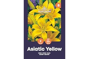 AGRONOM TESTED IN THE GARDEN AGRONOM | LIRIOS ASIA - YELLOW | Bulbos de flores perennes | Flores amarillas | Se cultivan en jardines de flores, macetas y céspedes en flor| 2 bulbos de flores