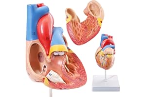 HADWYN Human Heart Model,2-Part Life Size Cardiac Anatomical Model, 48 Accurate Numbered Anatomical Structures with Number Manual, Magnets, Display Base, for Classroom and Cardiology Study