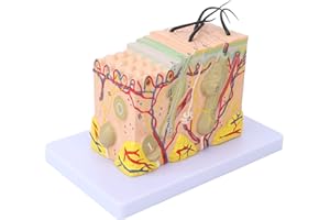 Hapivida Modèle Anatomique de la Peau, Modèle Agrandi 35X avec Structure 3D de la Peau Humaine et Cheveux, PVC, pour Formation Médicale et Étude