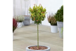 GARDENERSDREAM Albero di melograno nano da giardino pronto per esterni, resistente, in vaso da 3L.