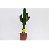 PLANTI' PIANTA VERA | Euphorbia erythraea | Piante grasse ornamentali da vaso per interno, produce fiori a margherita gialli 