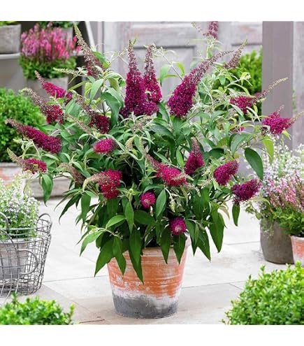 BUDDLEJA davidii 'Empire Blue' - Arbustes persistants