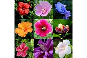 Oce180anYLVUK semi di ibisco,100 Pz/borsa Semi di ibisco Piante fiorite rare Semi di fiori paesaggistici giganti per giardino Hibiscus Seeds