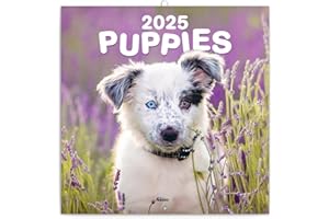 NOTIQUE Calendrier mural chiots 2025 - Calendrier brochure avec calendrier mensuel - Calendrier brochure - Calendrier animaux - 30 x 30 cm (30 x 60 cm ouvert)