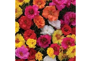FLOWERSEEDSUK 1000 Portulaca Grandiflora Double Mix Seeds - Mixed Colour Double Flowers - 1000 Seeds
