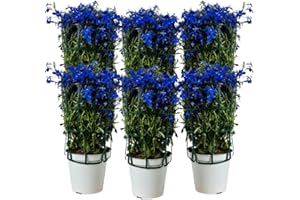 FIORI COMMESTIBILI BIO Lobelia (6 PIANTE) - Fiori NON commestibili - Azienda agricola Carmazzi