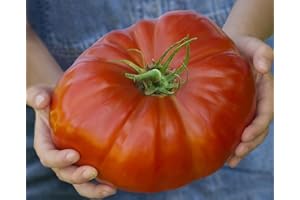 JUST SEED JustSeed - Vegetable - Tomato - Gigantomo - 10 Seeds