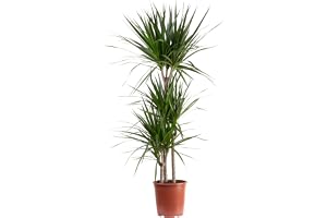 Dracaena marginal 3 stammar - lättskött krukväxt, Dracaena marginata - höjd ca 120 cm, kruka Ø 21 cm