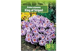 AGRONOM TESTED IN THE GARDEN AGRONOM | CROCUS - KING OF THE STRIPED | Bulbos de flores perennes | Flores Azul | Se cultivan en jardines de flores, macetas, se plantan en céspedes en flor | Paquete de 10 bulbos de flores