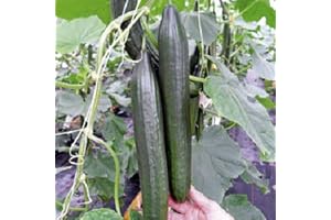 Viridis Hortus - 2 x Cucumber Burpless F1 Tasty Green Plug Plants