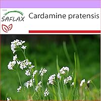 SAFLAX - Heilpflanzen - Wiesenschaumkraut - 100 Samen - Cardamine pratensis