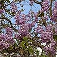 Paulownia Shan Tong 200 PCS Fresh Seeds, Hybrid Paulownia Fortunei x Paulownia Tomentosa, Foxglove, Fast Growing Tree, Paulownia Tree Seeds