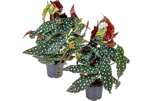 Bloomique - Set di 2 - Begonia Maculata - Begonia a piselli - Pianta a piselli - Pianta da appartamento - Disinquinante - Altezza 20-30 cm - Vaso 12 cm