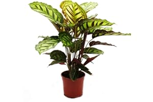 exotenherz - Shadowplant with unusual leafpatterns - Calathea roseapicta - 14cm pot - 45-50cm tall