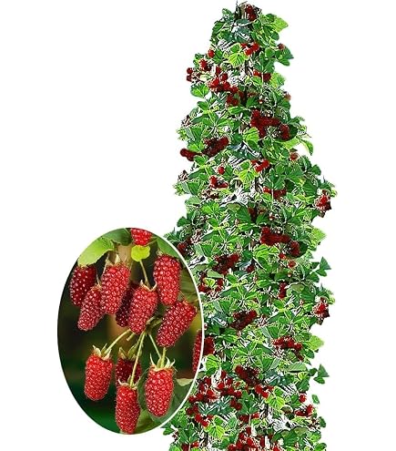 blackberry bush plant Apache Blackberry Bush - 3 Gallon / 4-Pack