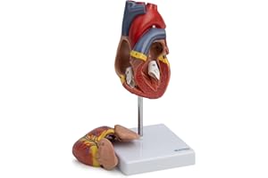 CRANSTEIN SCIENTIFIC Cranstein A-427 - Modello cuore