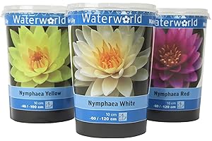 INTERFLOWERS GMBH Echte Seerosen Winterhart im bunten Mix Teich Pflanzen, Aquarium Pflanzen Teichpflanzen im Pflanzkorb Wasserpflanzen Seerose Nymphaeae Anzuchtset Teichpflanzen winterhart (3 Set See Rose)