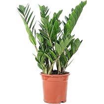 Glcksfeder - pflegeleichte Zimmerpflanze, Zamioculcas zamiifolia 3+ - Hhe  ca. 55 cm, Topf- 17 cm : Amazon.de: Garten