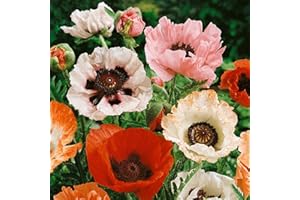 FLOWERSEEDSUK 250 Poppy Papaver Oriental Hybrid Mix Seeds - Mixed Colour Poppies - 250 Seeds
