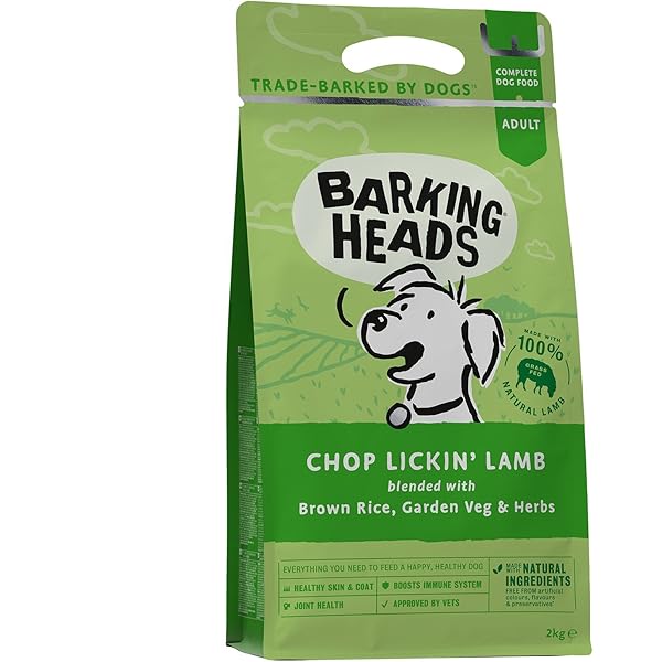 xoloitzcuintli large