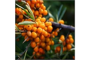 1 Sea Buckthorn 2-3ft Edible Coastal Hedging, Hippophae Rhamnoides 3fatpigs®
