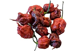 5 Semillas Carolina Reaper chocolate By Samenchilishop