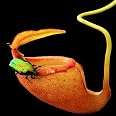 Benoon 100 Stück Krug Pflanzens Amen, Fleisch Fressende Nepenthes-Samen Hohe Keimung Exotische