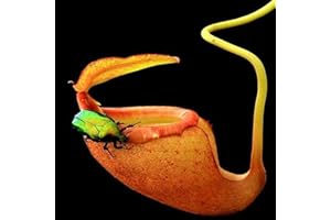 Benoon 100 Stück Krug pflanzens amen, fleisch fressende Nepenthes-Samen hohe Keimung exotische frische fleisch fressende Nepenthes-Samen für den Hof Orange